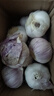 紫白皮蒜水果大蒜超市即食生鲜蔬菜大蒜 【优选】带箱 1斤 单果3.5-5cm 实拍图