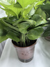 双盟绿萝盆栽除甲醛花卉绿植办公室新房净化空气 120款10盆源头直发 实拍图