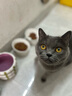 凯锐思英短猫粮专用蓝猫幼猫成猫深海鱼鱼肉猫食天然粮 【经典款】英短4.2斤 实拍图