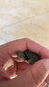 外塘中华草龟活体小乌龟宠物情侣金线苗活物草龟黑腹墨龟好养耐活 1-2厘米 1只单身草龟 实拍图