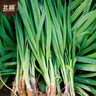 北蔬 紫根韭菜籽种子苗独根红宽叶蔬菜种籽 紫根韭菜种子10g约1800粒 实拍图