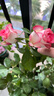 意轩欧月果汁阳台室内观花植物花卉盆栽四季开花月季 艾莎【大苗】 实拍图