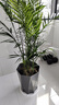 花盆绿植盆栽家用客厅塑料花盆天堂鸟发财树大口径加厚树脂 钻石320-灰【32*40】送托盘 一套装 实拍图