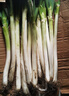 鲜来拉山东大葱铁杆去皮新鲜蔬菜3斤5斤裁半叶葱现挖现发大葱 5斤装 实拍图