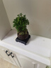 开时果 小叶赤楠盆景摆件 办公室桌面绿植花卉好养盆栽植物源头直发包邮 【热销款】舍得紫砂盆+苔藓+底座 实拍图