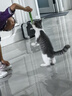 朗仕猫粮 幼猫成猫全阶段全价猫粮 2.5kg(500g*5包) 实拍图