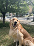 鼎鑫狗粮通用型40斤装金毛泰迪德牧拉布拉多中大型成犬幼犬粮冻干狗粮 实拍图