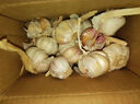 【百万单爆品】紫白皮蒜水果大蒜超市生鲜蔬菜调料即食蒜 【优选】 1斤 单果3.5-5cm 实拍图