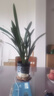 特级浓香型企黑兰花国兰客厅四季好养盆栽绿植物国花高端送礼物 高度40cm冠幅15cm特级精品兰花 6-8苗基地原盆发货 实拍图