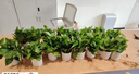 双盟绿萝盆栽除甲醛花卉绿植办公室新房净化空气110竖纹盆8盆源头直发 实拍图
