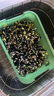 木丁丁豆芽发芽盆神器家用发豆芽蔬菜豌豆绿豆生豆芽专用芽苗菜育苗盘 绿色-豆芽盆（约生2斤豆芽） 实拍图