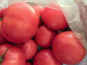 京鲜生 山东普罗旺斯番茄 净重4.5斤 单果125g+ 沙瓤西红柿 源头直发 实拍图