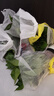 双盟绿萝盆栽除甲醛花卉绿植办公室新房净化空气 龙蛋竖纹4盆源头直发 实拍图