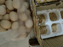 芮瑞 农家正宗土鸡蛋山林散养草鸡蛋 现发柴鸡蛋 40±5g/枚 40枚 实拍图