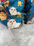 亿迪 冻干猫粮成猫幼猫20斤国产全价蓝猫美短布偶全阶段 实拍图