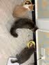 麦富迪猫粮营养pro双鲜肉乳鸽鸡肉全期免疫猫粮成幼猫无谷天然粮 【双鲜肉+姬松茸】助力免疫好吸收100g试吃 实拍图