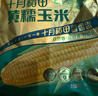 十月稻田 黄糯玉米 3.52斤(220g*8根) 25年新玉米 低脂 早餐零食 东北玉米 实拍图