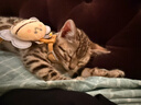 snowpaws猫咪牵引绳猫绳胸背带遛猫绳溜猫绳子背心宠物防挣脱逃脱背带链子 实拍图
