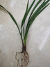劉閣蘭花兰花苗世界上超香四季兰帝王妃 金边矮种夏带浓香花苞花卉盆栽 2大壮苗+1包土 实拍图