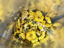 陈一凡茶叶菊花茶金蕊皇菊 菊花茶可搭枸杞金银花花草茶袋装100g约500朵 实拍图