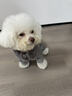 POPOCOLA小狗狗衣服羽绒秋冬季泰迪比熊雪纳瑞小型犬宠物保暖棉服冬装 灰色四脚面包服 M【建议6-8斤】 实拍图