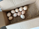 京喜加农家新鲜散养鸡蛋单枚40g正负5g谷饲蛋初生蛋溏心蛋早餐生鲜买菜 10枚 实拍图