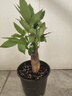 ⭐【包活】发财树盆栽鲜花绿植物办公室内吸甲醛绿萝文竹水培易养 【粗2-3cm】单杆发财树【原盆】 实拍图