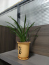 劉閣蘭花超香建兰四季兰当年开花壮苗满屋飘香室内四季常青花卉盆栽草 5苗连体【天穹蓝素】 实拍图