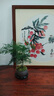 开时果 文竹盆栽桌面摆件盆景 办公室植物竹子水培绿植盆景源头直发包邮 【热销款】舍得紫砂盆+苔藓+底座 实拍图