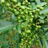 播州鲜花椒鲜青花椒藤椒花椒粒真空袋装麻椒调料大料香辛料贵州特产 鲜花椒350g*3袋 实拍图