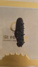 皇纯大连淡干海参干货半斤装250g20-40只底播辽刺参 特产礼盒 实拍图