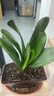 大盆君子兰盆栽名贵国宝级花卉苗绿植物圆头和尚室内客厅四季好养 大苗当年开花】12-14片叶子+带土 送肥料 实拍图
