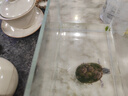 博为乌金石茶盘茶托整块天然石头茶盘功夫茶台不含茶具 卧龙吟60x30 实拍图