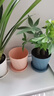 墨斗鱼花盆塑料家用高级感仿陶瓷树脂多肉带托盘雅典中号3个色装  实拍图