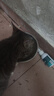 LEGENDSANDY蓝氏猫粮成猫幼猫试用猎鸟乳鸽50g  实拍图