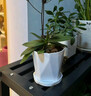 寿禾 花盆大号带托盘树脂塑料绿植种植盆 木里盆大号-浅灰 实拍图