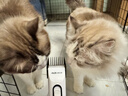 奥克斯（AUX）宠物剃毛器猫咪专用推子长毛猫电推剪静音剃猫毛神器宠物猫脚底推毛器 【长毛猫专用 可防水】标配+美容工具 实拍图