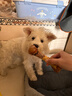 疯狂小狗宠物狗狗零食磨牙牛骨头泰迪比熊小型犬洁齿耐啃鸡肉绕牛棒骨 90g 实拍图