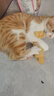 欢宠网猫玩具猫咪逗猫棒猫薄荷磨牙棒自嗨解闷神器磨牙猫猫小猫幼猫宠物 实拍图