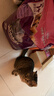 伟嘉成猫猫粮 夹心粮10kg牛肉味全价猫粮 亮毛均衡营养布偶蓝猫猫粮 实拍图