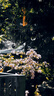 适马（SIGMA）56mm F1.4 DC DN｜Contemporary 半画幅 大光圈定焦镜头 人像肖像特写（尼康Z卡口） 实拍图