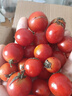 千禧圣女果新鲜小番茄樱桃小柿子孕妇水果现摘现发新鲜蔬菜 新鲜圣女果 3斤 带箱 实拍图