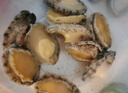 活冻七彩半壳鲍鱼 1斤9-10粒袋装新鲜 鲍鱼火锅食材贝类海鲜 七彩半壳鲍鱼1斤装【9-10粒】 实拍图