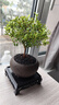 开时果 小叶赤楠盆景摆件 办公室桌面绿植花卉好养盆栽植物源头直发包邮 【热销款】舍得紫砂盆+黑石+底座 实拍图