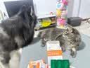 爱宠兴猫咪驱虫药宠物小狗狗幼猫除跳蚤虱子蜱虫寄生虫体内外一体驱虫药 实拍图
