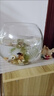 团圆月办公室小鱼缸加厚透明玻璃乌龟缸客厅家用桌面圆形迷你小型金鱼缸 20CM圆球+彩石6件套 实拍图