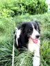 狗狗白内障滴眼液宠物猫咪专用眼药水老年犬抑初期角膜炎狗眼药水 1瓶【猫狗白内障】兽医推荐 实拍图