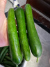 京鲜生 山东荷兰水果黄瓜净重5斤 单果70g+ 健康轻食早餐 源头直发 实拍图