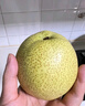 京地达梨砀山酥梨雪梨梨子香梨水果送礼净重8.8斤单果250g+源头直发 实拍图