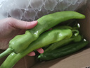 新鲜青尖椒超市生鲜蔬菜下饭菜虎皮尖椒鸡蛋伴侣 专享 2斤 含箱 实拍图